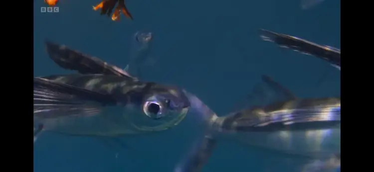 Flying fish sp. () as shown in Planet Earth III - Ocean